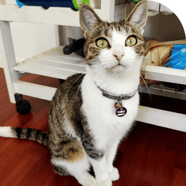 Eye Vision Support for Cats - 60 Scoops - Cat Supplements - Purr Wish