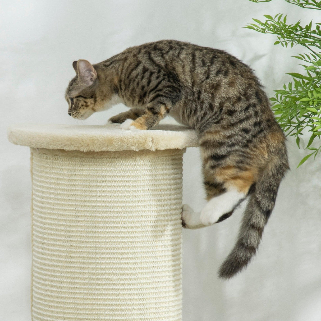Tall Cat Scratching Post with Sisal Rope, Soft Plush Cover, 85cm - Beige - Cat Scratchers - Purr Wish