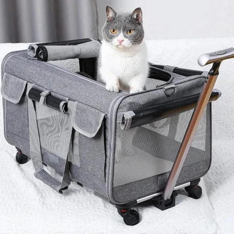 Cat Travel - Purr Wish