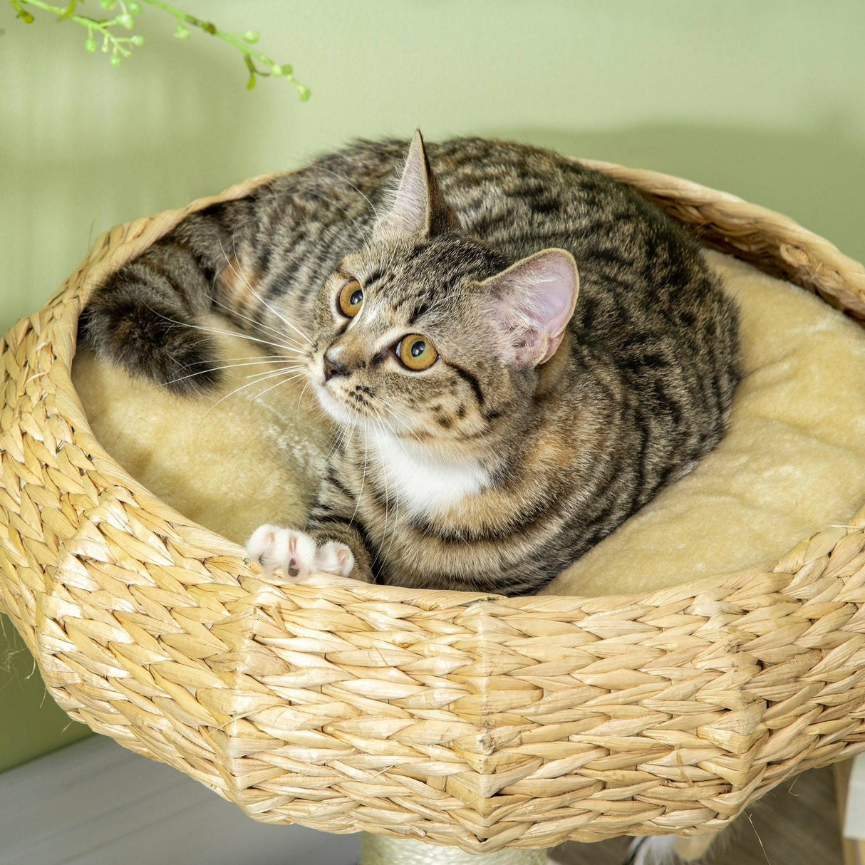 Compact Cat Climbing Tree Activity Center, 51cm - Beige - Cat Trees - Purr Wish