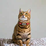 Personalised Nylon Cat Collar with Customised ID - Cat Collars - Purr Wish